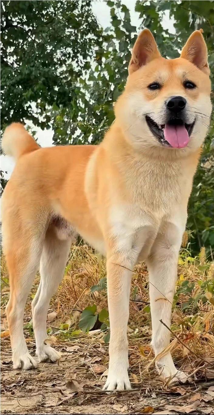 Maple, a red spitz-type dog outdoors